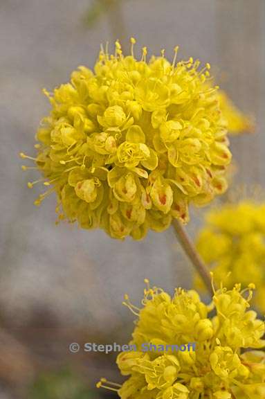 eriogonum umbellatum var furcosum 4 graphic